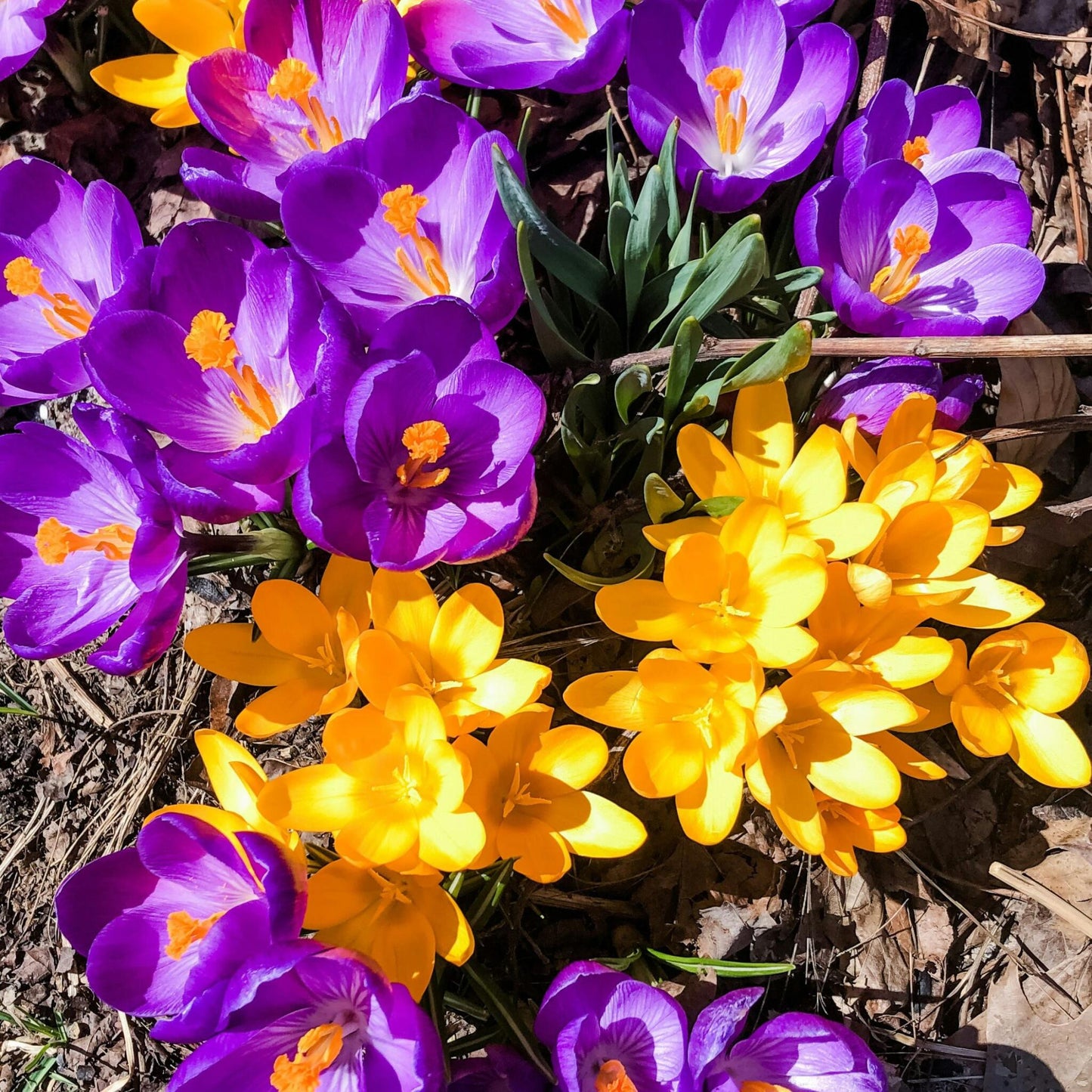 Bulbos De Crocus - Set De 70 - Flores De Primavera Coloridas Para Jardín_4