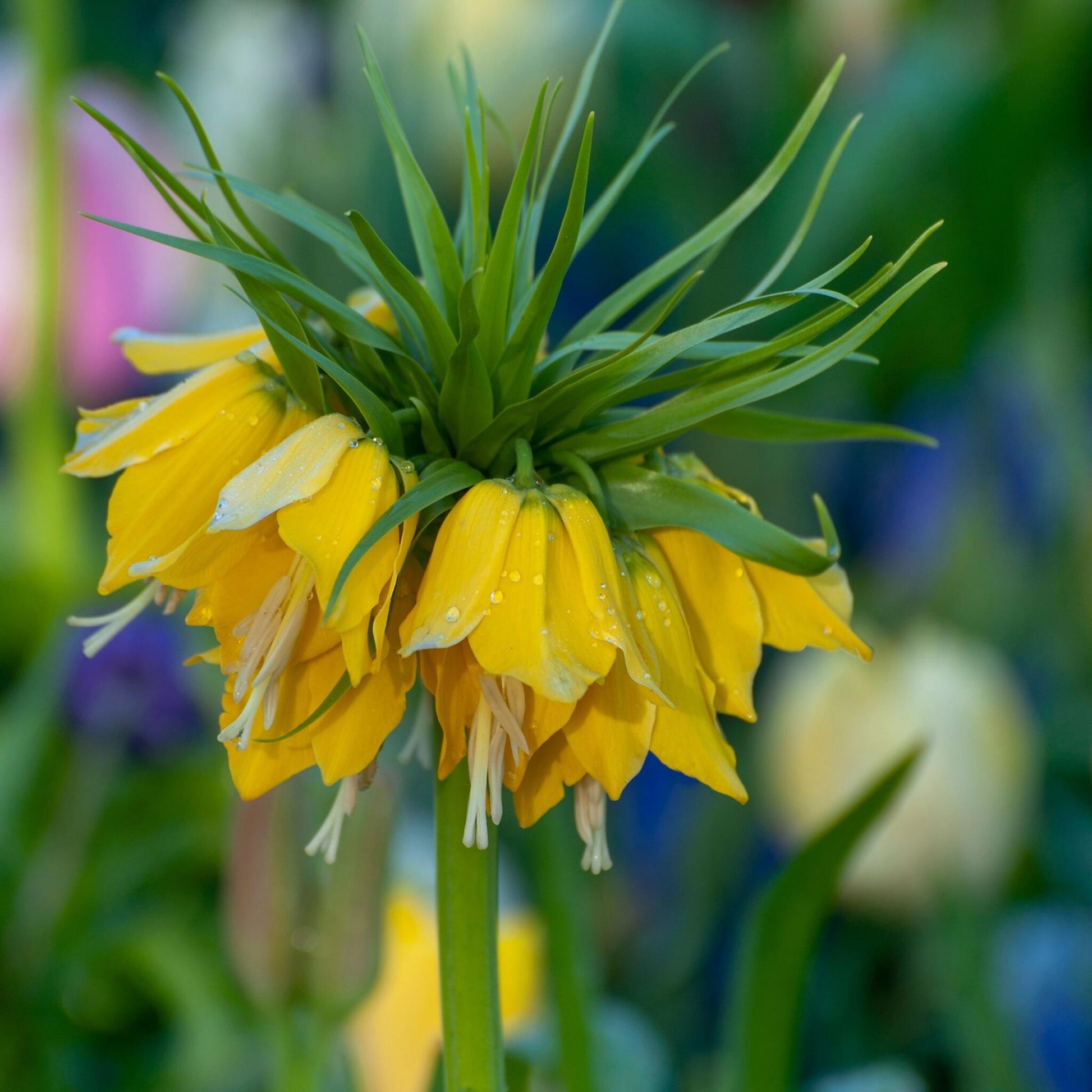 Bulbos De Flor Amarilla - 3 Pzs - Fritillaria 'lutea' - Bulbos De Flores_3