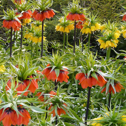 Bulbos De Flor Amarilla - 3 Pzs - Fritillaria 'lutea' - Bulbos De Flores_4