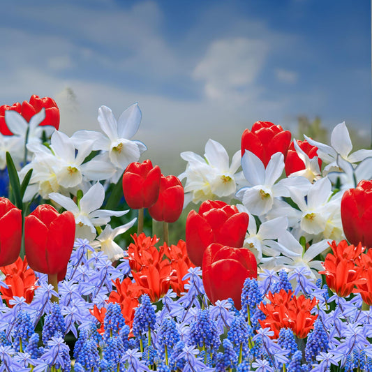 Bulbos De Holanda Nj - 250 Pzs - Bulbos De Flores_1