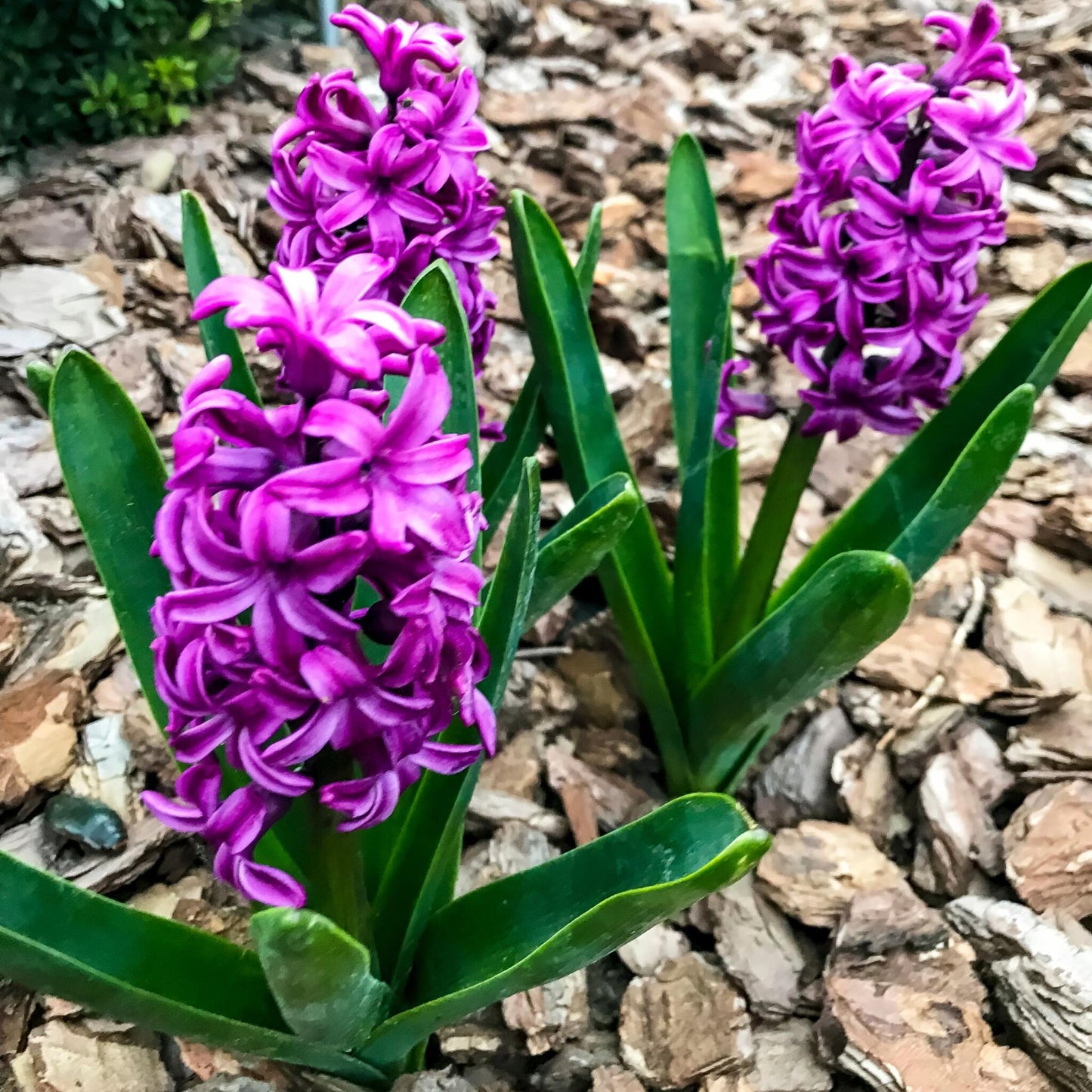 Bulbos De Jacinto - Set De 10 - Hyacinthus 'purple Voice' - Bulbos Florales_1
