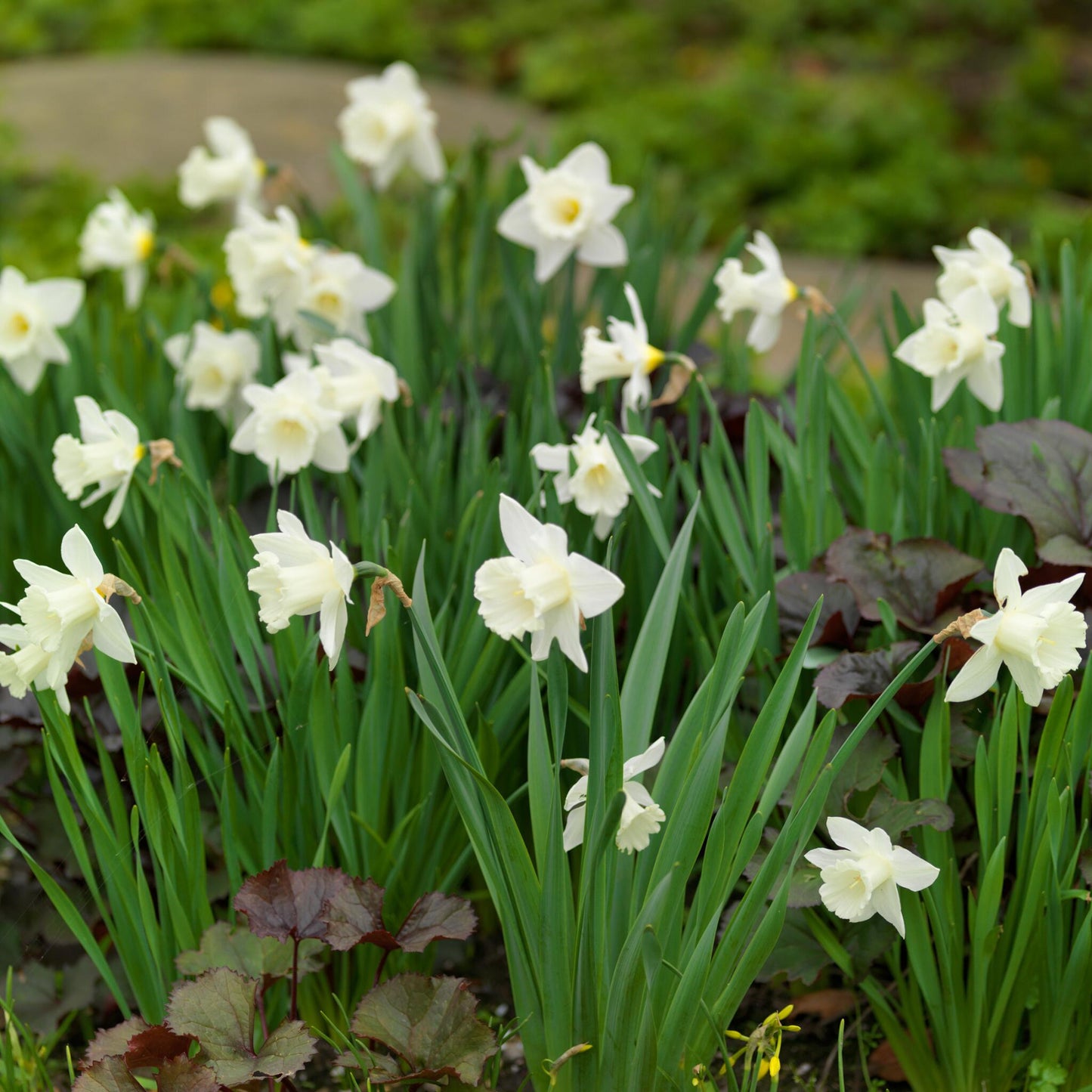 Bulbos De Narcisos - 15 Pzs - Narcissus 'mount Hood' - Bulbos De Flores_4