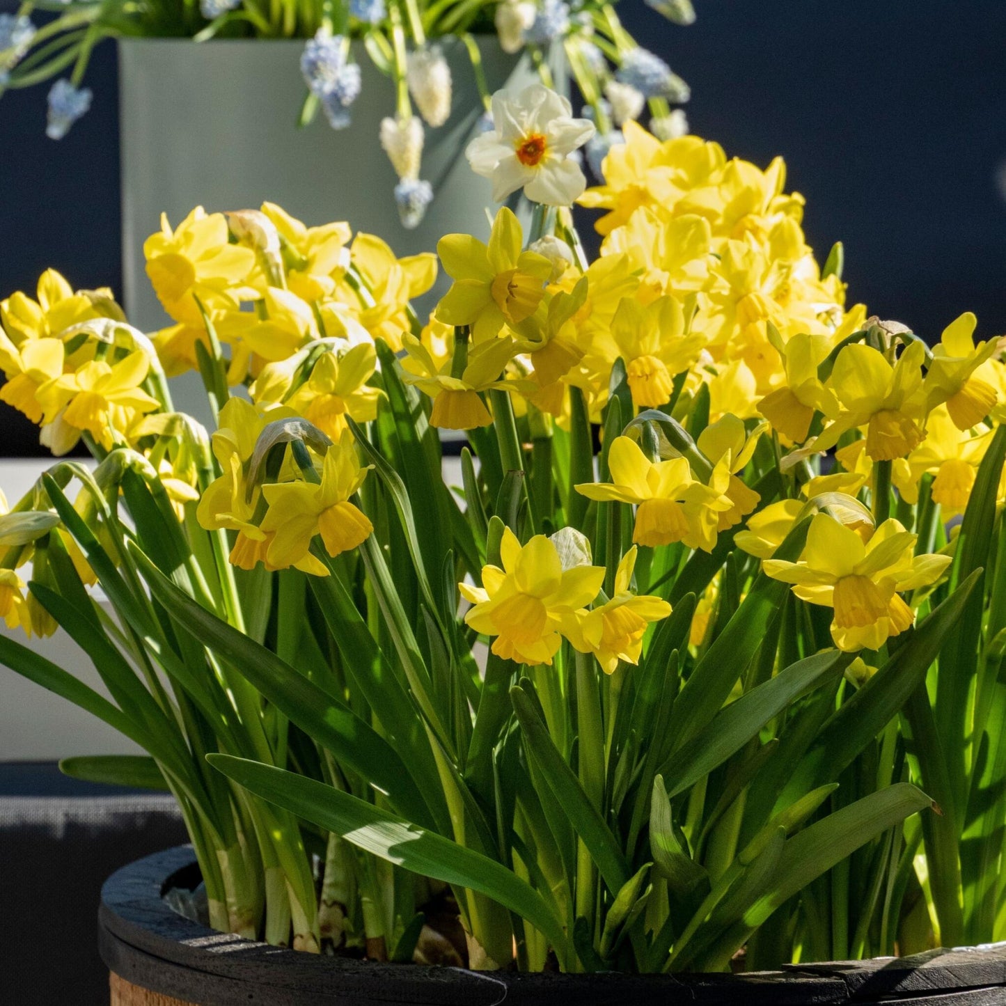 Bulbos De Narcisos - 50 Pzs - Narcissus 'tête-à-tête' - Bulbos De Flores_1