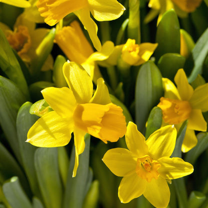 Bulbos De Narcisos - 50 Pzs - Narcissus 'tête-à-tête' - Bulbos De Flores_3