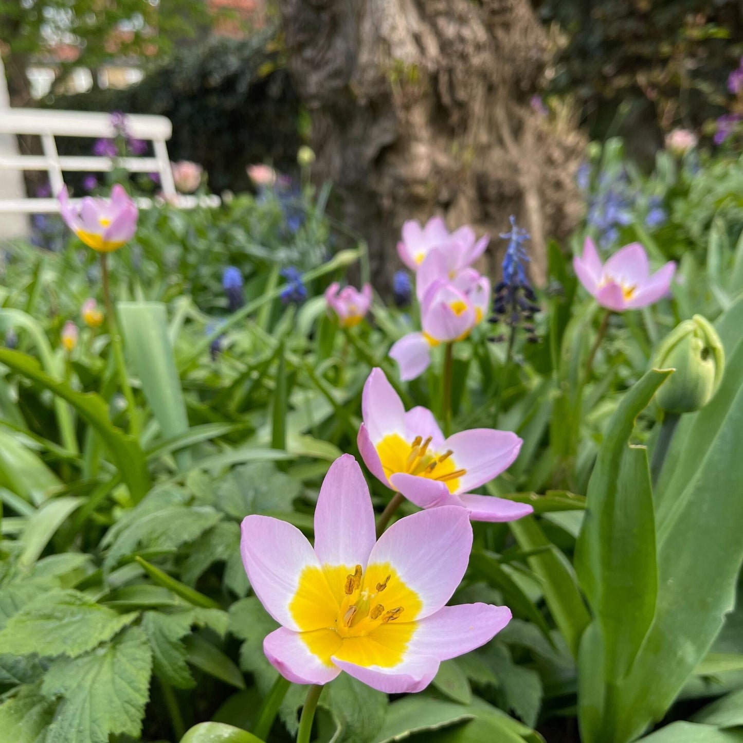 Bulbos De Tulipán - 100 Pzs - Tulipa Bakeri 'lilac Wonder' - Bulbos De Flores_1