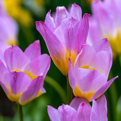 Bulbos De Tulipán - 100 Pzs - Tulipa Bakeri 'lilac Wonder' - Bulbos De Flores_3