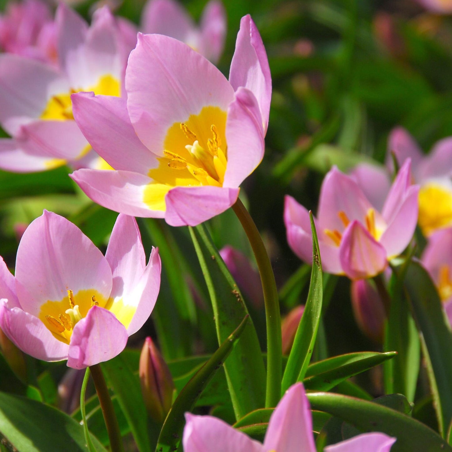 Bulbos De Tulipán - 100 Pzs - Tulipa Bakeri 'lilac Wonder' - Bulbos De Flores_4