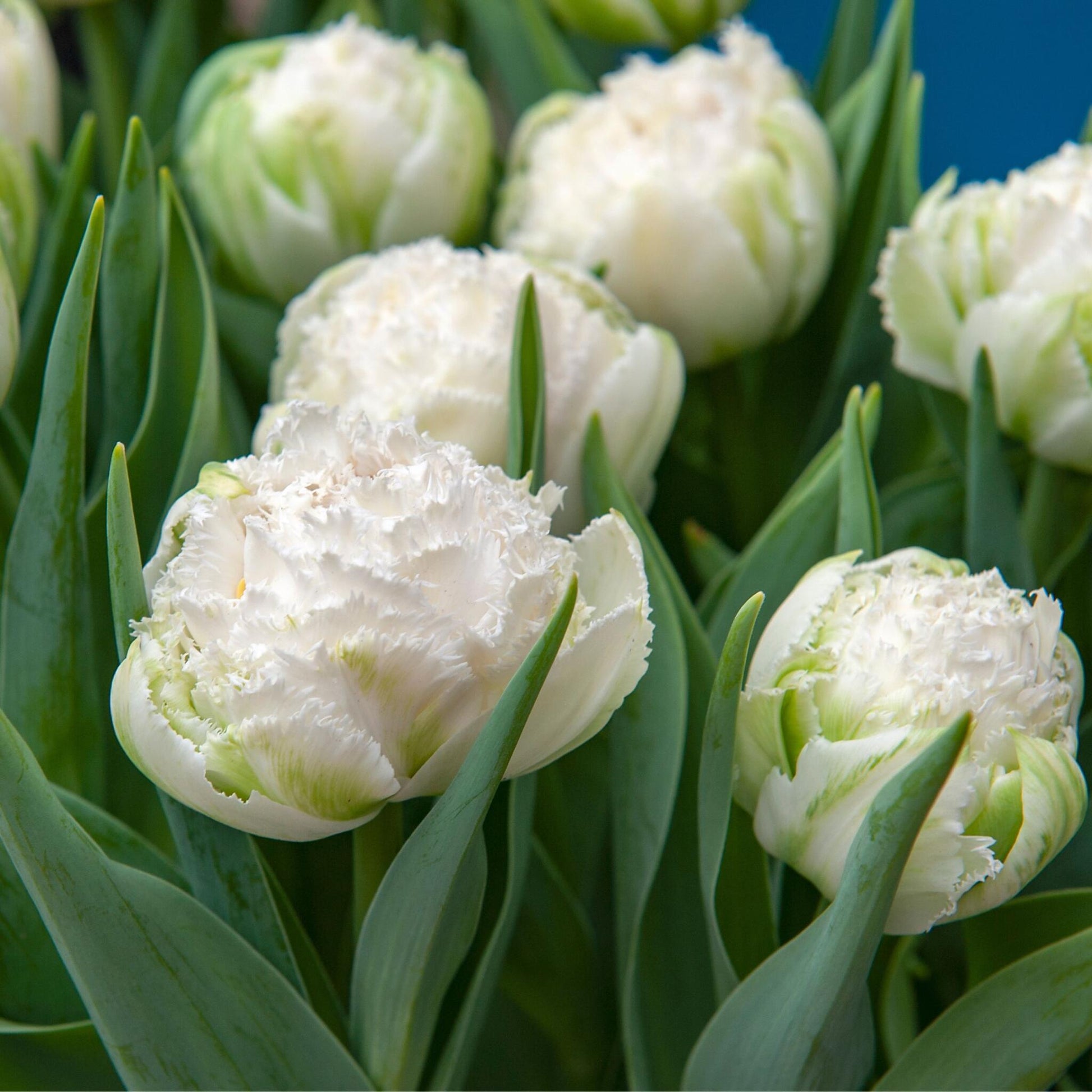 Bulbos De Tulipán - 10 Pzs - Tulipa 'snow Crystal' - Bulbos De Flores - Blanco_3