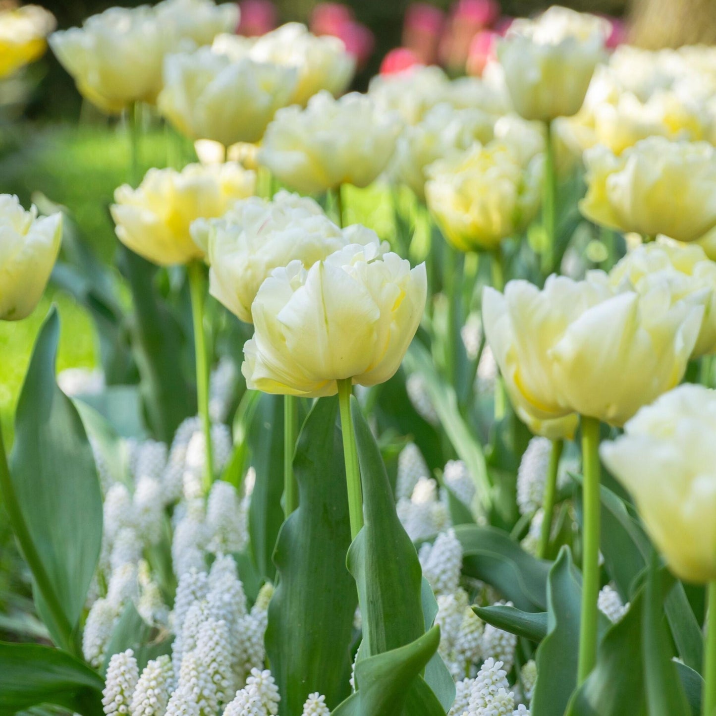 Bulbos De Tulipán - 14 Pzs - Tulipa 'avant Garde' - Bulbos De Flores - Amarillo_1