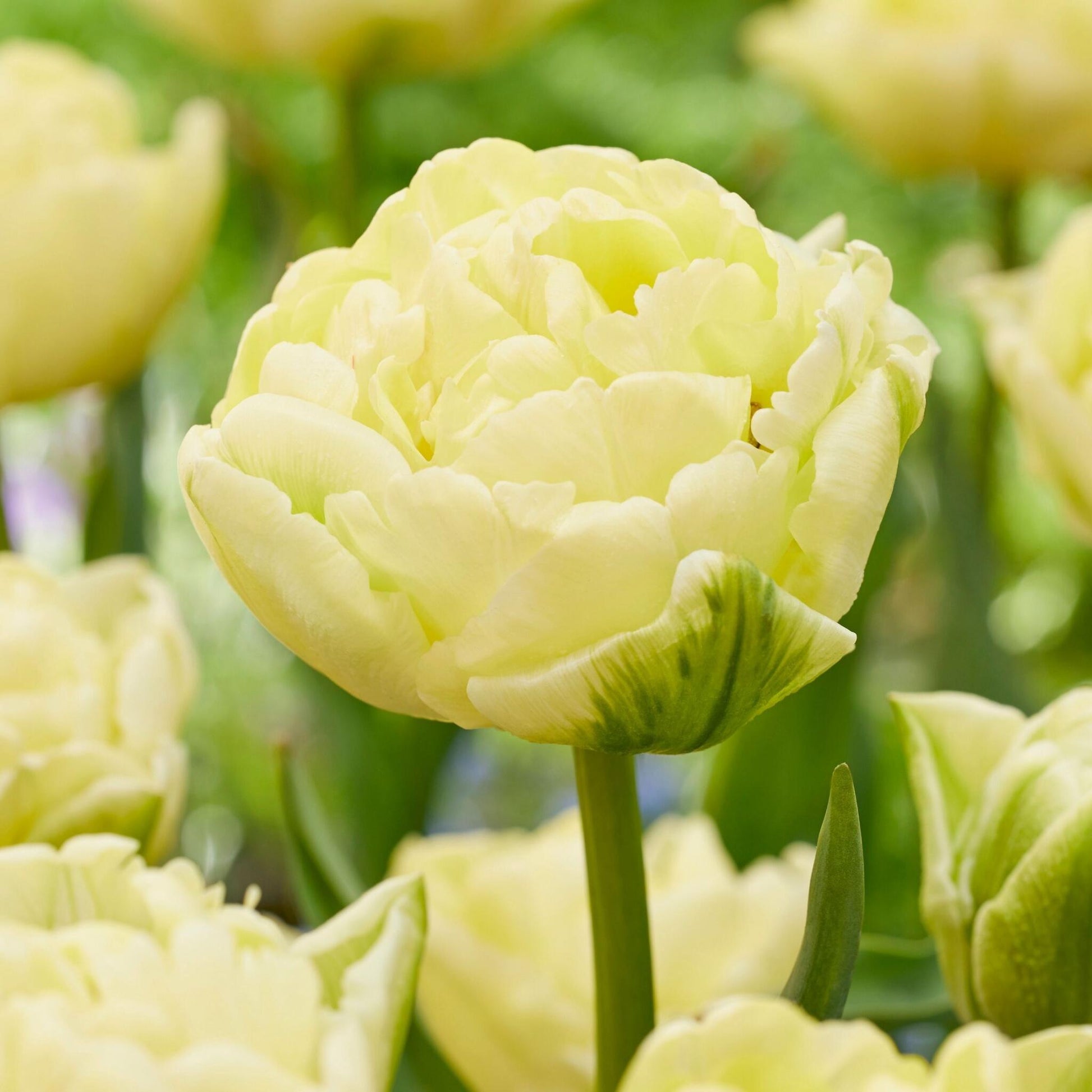 Bulbos De Tulipán - 14 Pzs - Tulipa 'avant Garde' - Bulbos De Flores - Amarillo_3