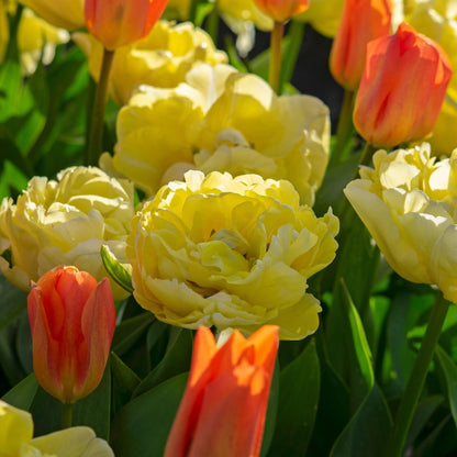 Bulbos De Tulipán - 14 Pzs - Tulipa 'avant Garde' - Bulbos De Flores - Amarillo_4