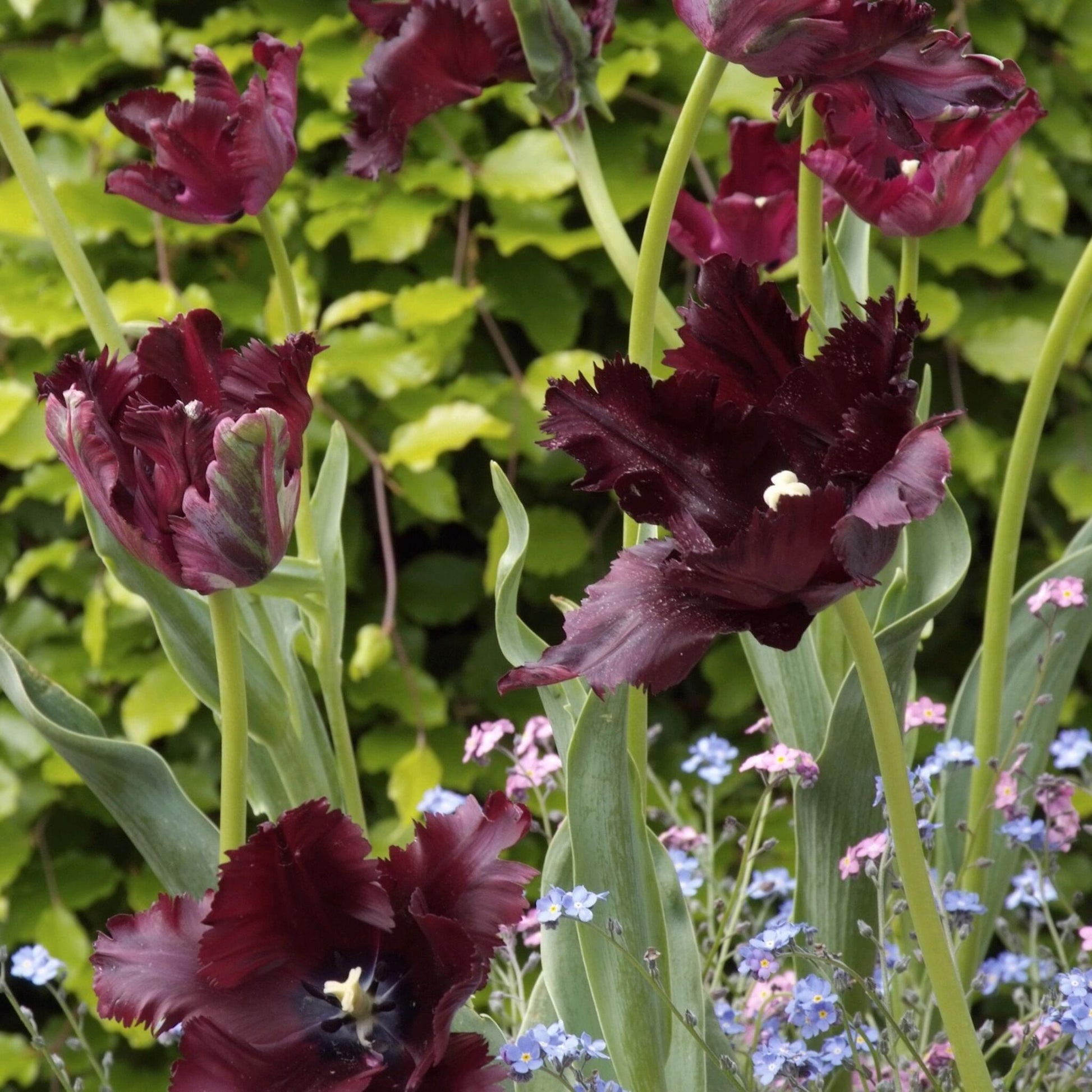 Bulbos De Tulipán - 14 Pzs - Tulipa 'black Parrot' - Bulbos De Flores - Púrpura_1