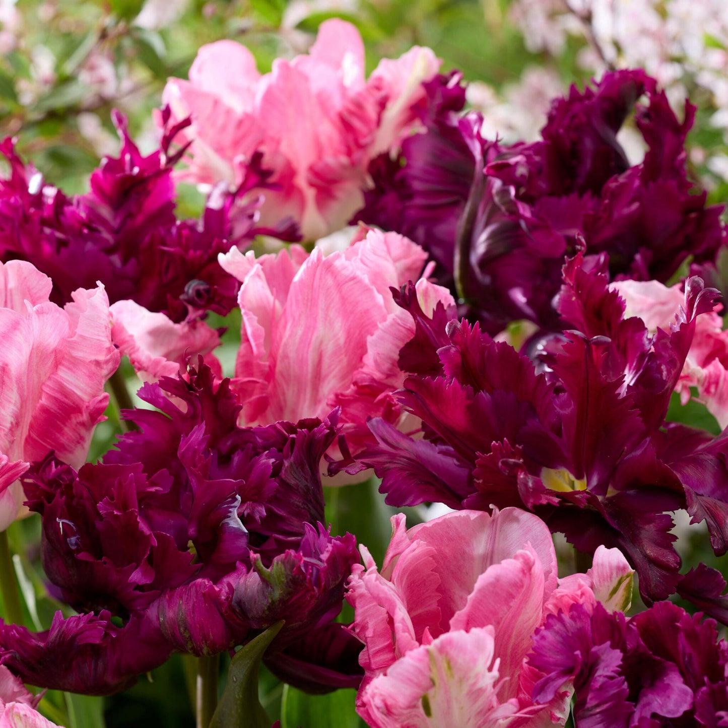 Bulbos De Tulipán - 14 Pzs - Tulipa 'parrot Negrita' - Bulbos De Flores_1