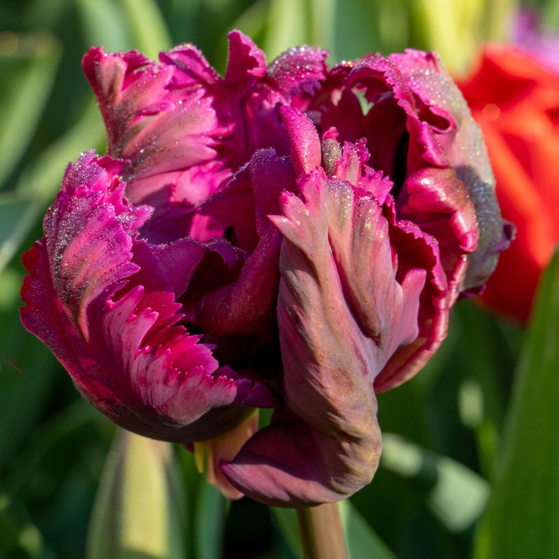 Bulbos De Tulipán - 14 Pzs - Tulipa 'parrot Negrita' - Bulbos De Flores_3