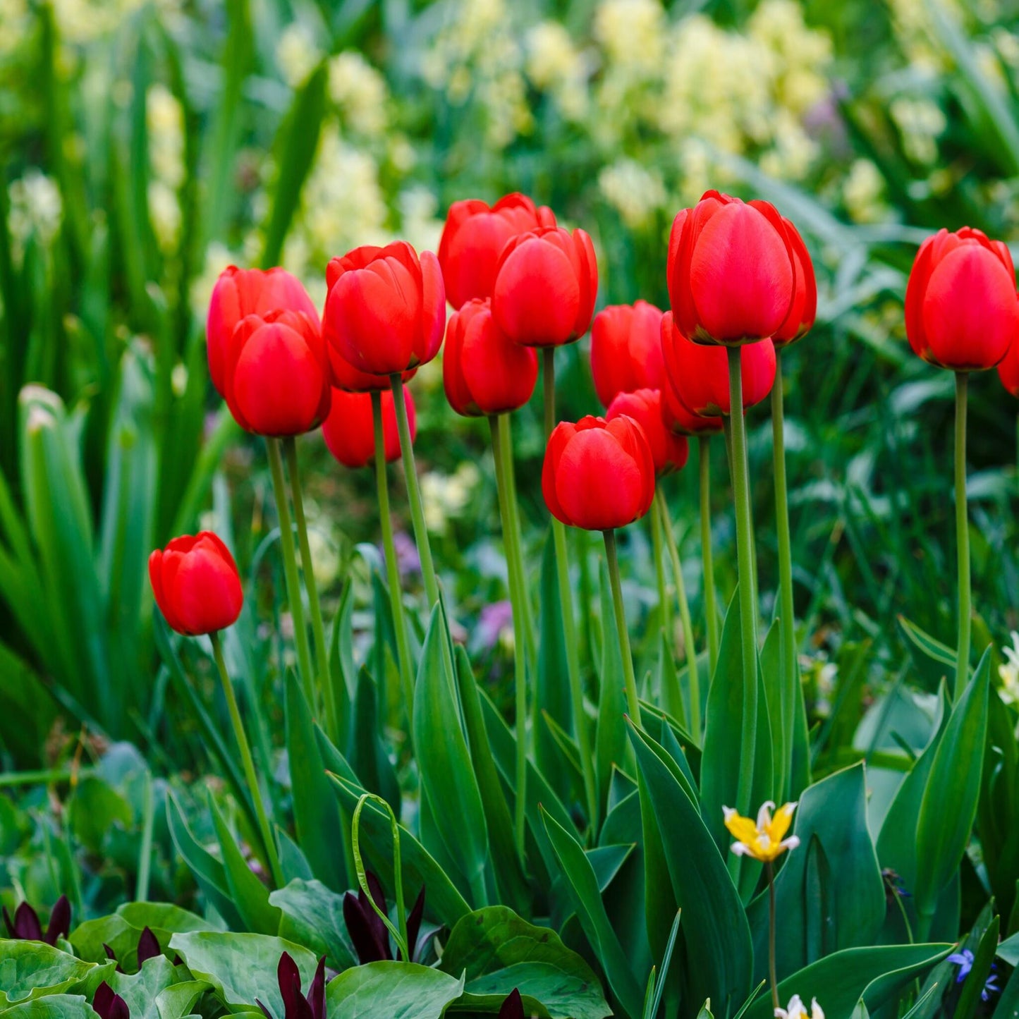 Bulbos De Tulipán - 14 Pzs - Tulipa 'red Impression' - Bulbos De Flores - Rojo_1