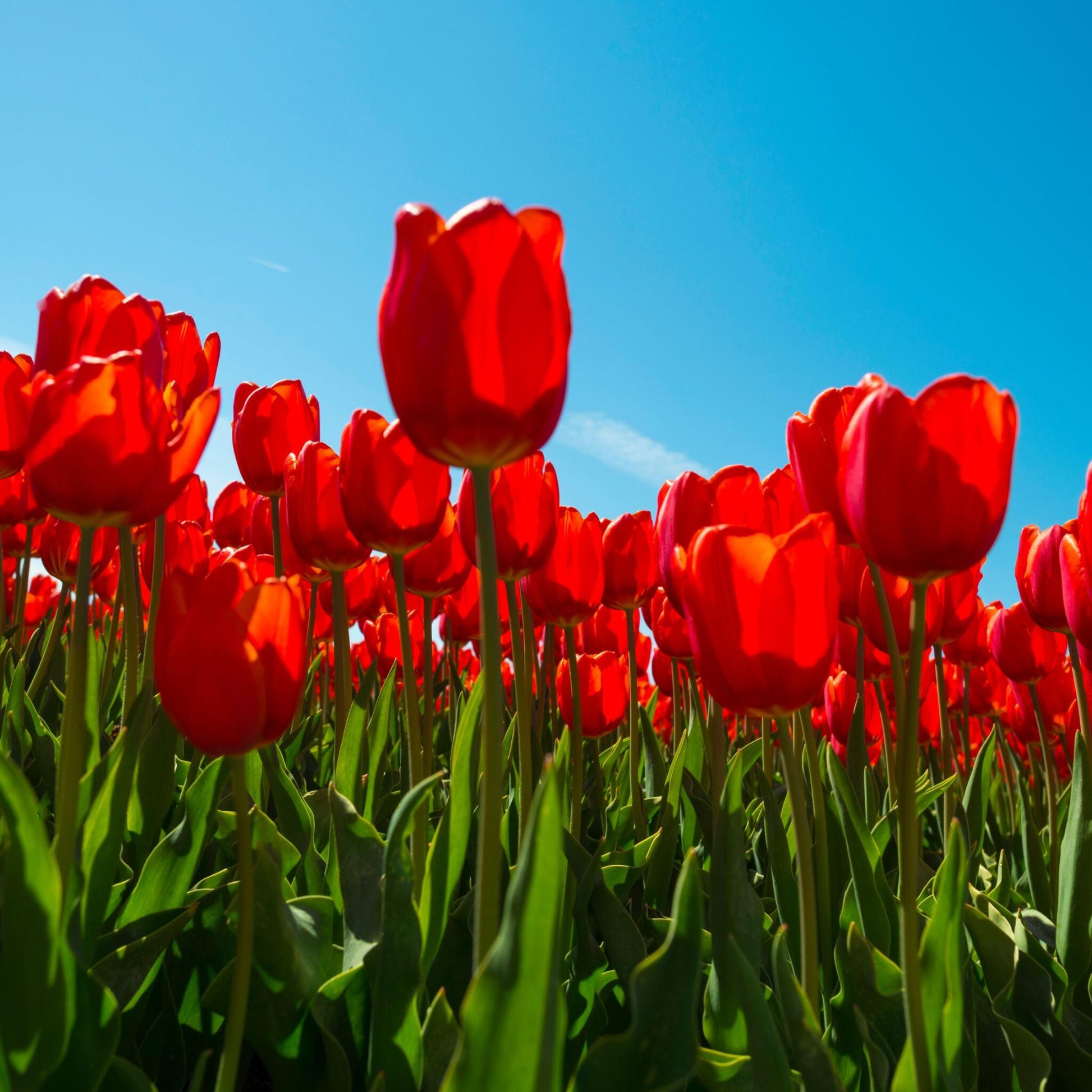 Bulbos De Tulipán - 14 Pzs - Tulipa 'red Impression' - Bulbos De Flores - Rojo_4