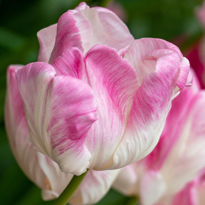Bulbos De Tulipán - 15 Pzs - Tulipa 'cabanna' - Bulbos De Flores - Rosa_3