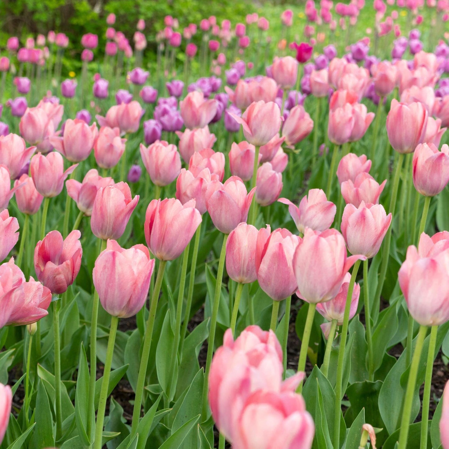 Bulbos De Tulipán - 15 Pzs - Tulipa 'cabanna' - Bulbos De Flores - Rosa_4