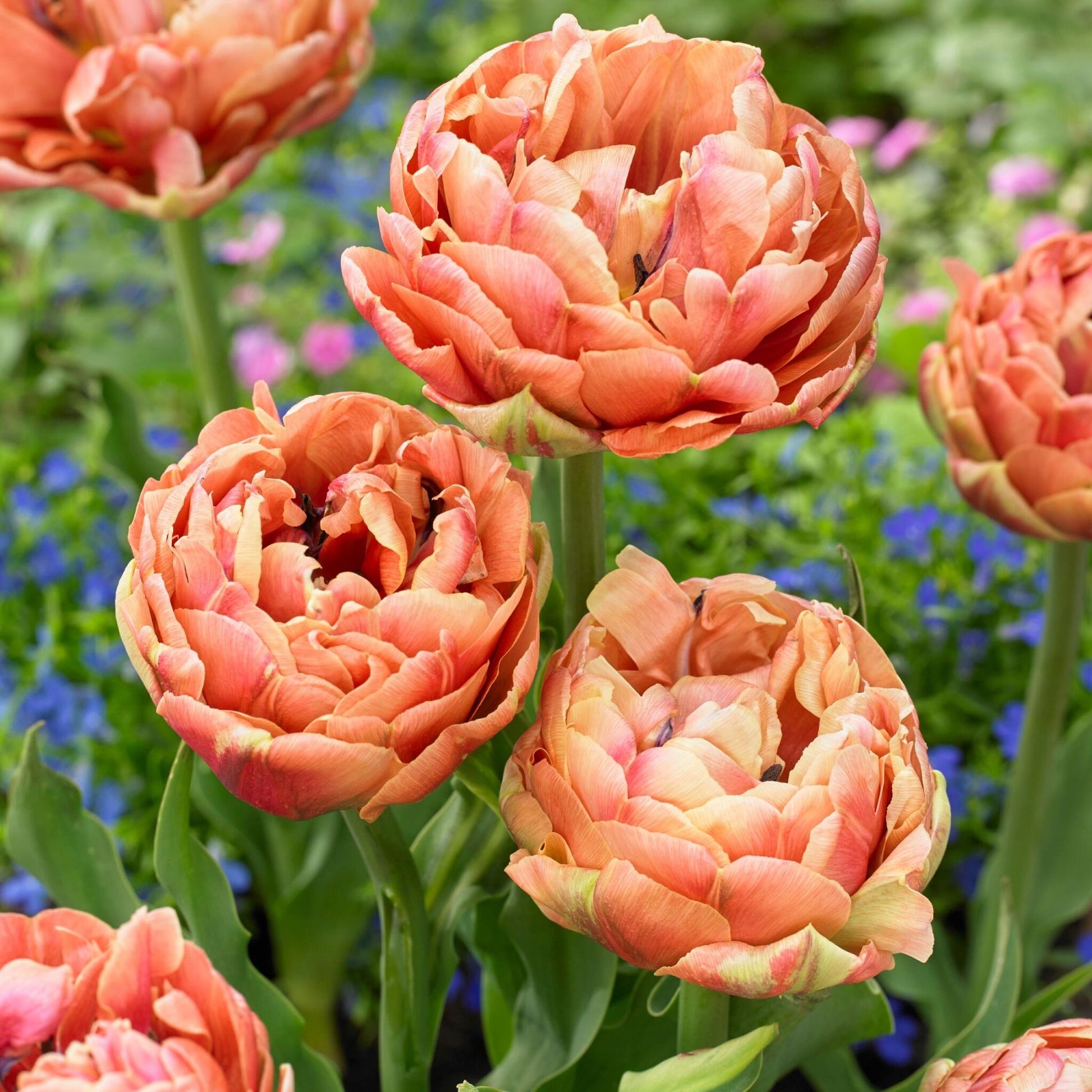 Bulbos De Tulipán - 15 Pzs - Tulipa 'copper Image' - Bulbos De Flores_1