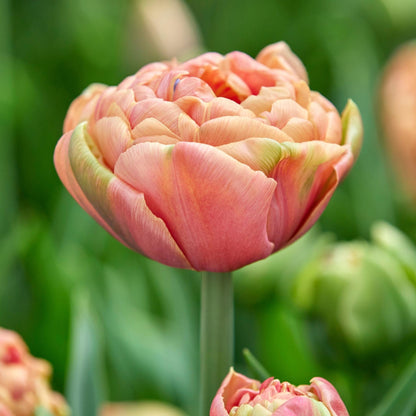 Bulbos De Tulipán - 15 Pzs - Tulipa 'copper Image' - Bulbos De Flores_3