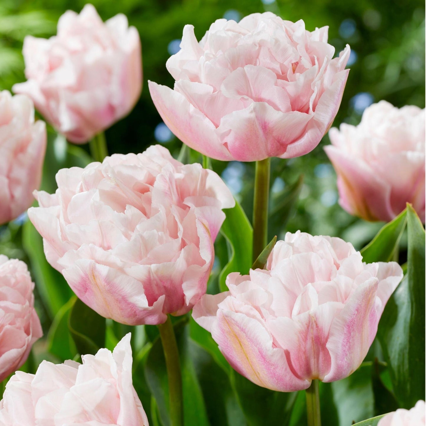 Bulbos De Tulipán - 15 Pzs - Tulipa 'dreamer' - Bulbos De Flores - Rosa_1