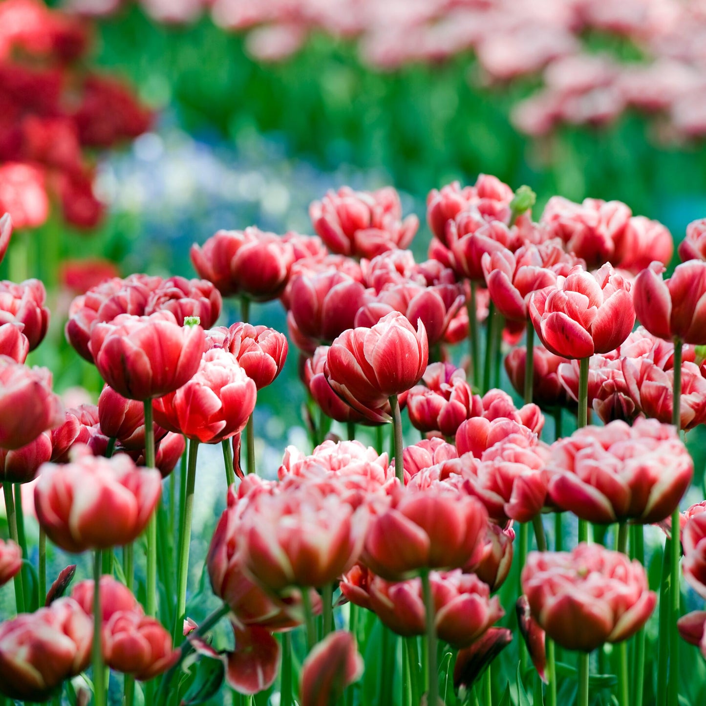 Bulbos De Tulipán - 15 Pzs - Tulipa 'drumline' - Bulbos De Flores - Rosa_4