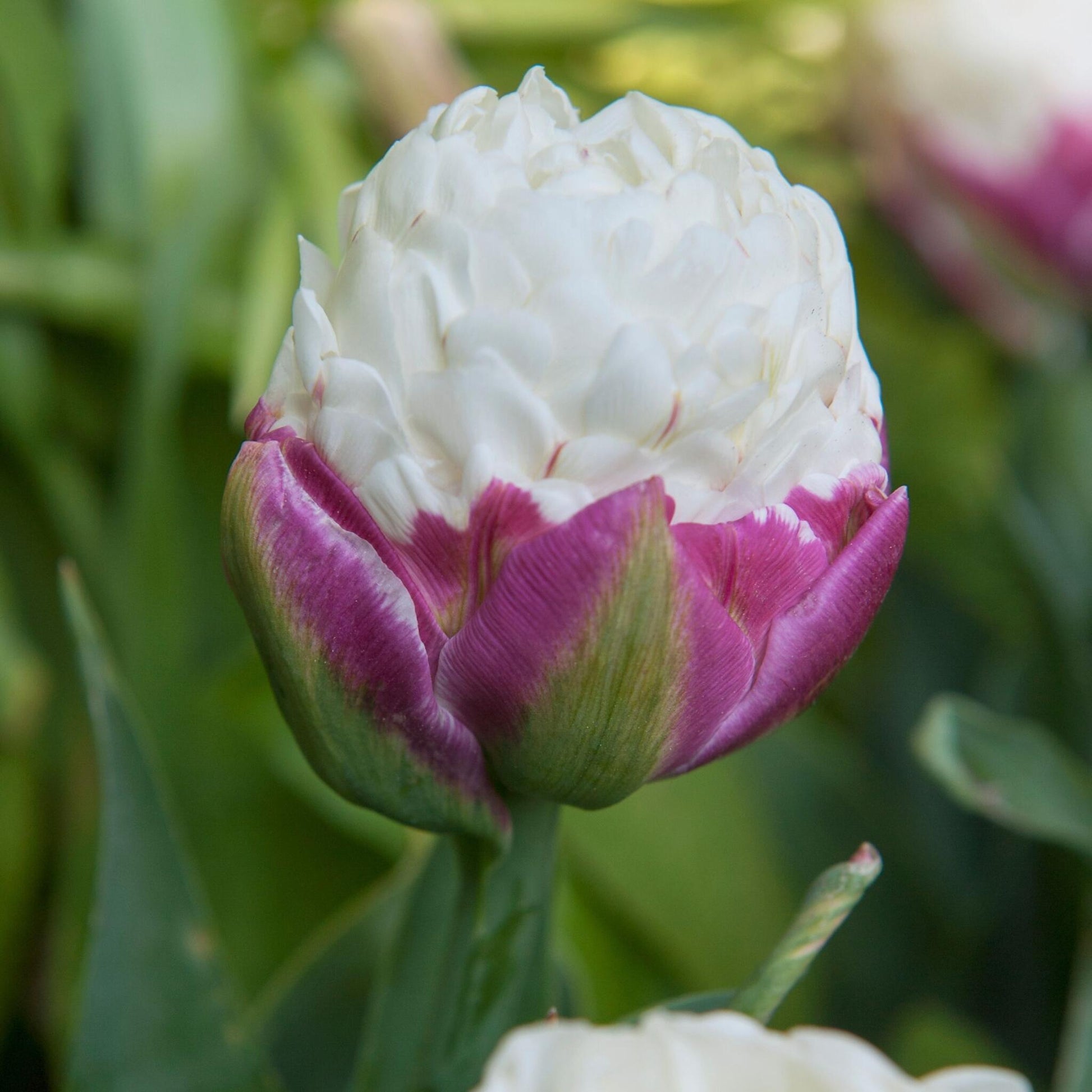 Bulbos De Tulipán - 15 Pzs - Tulipa 'ice Cream' - Bulbos De Flores - Púrpura_3