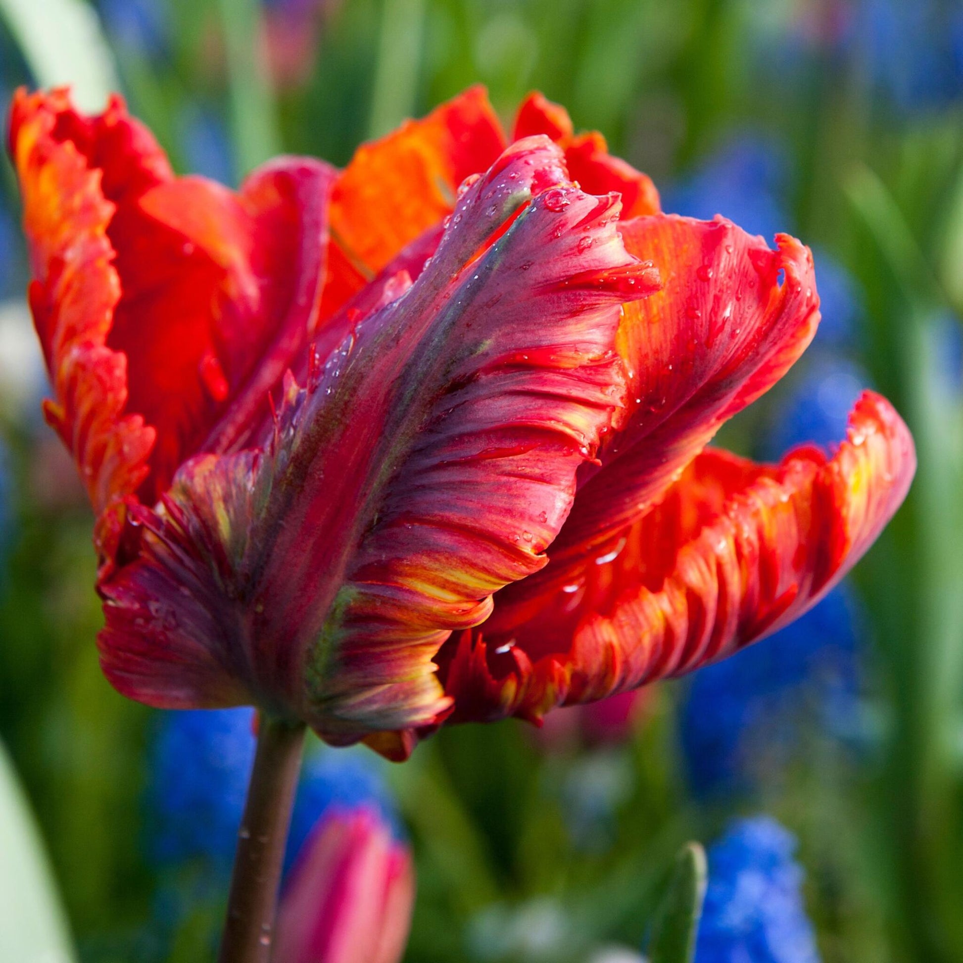 Bulbos De Tulipán - 15 Pzs - Tulipa 'rasta Parrot' - Bulbos De Flores - Blanco_4