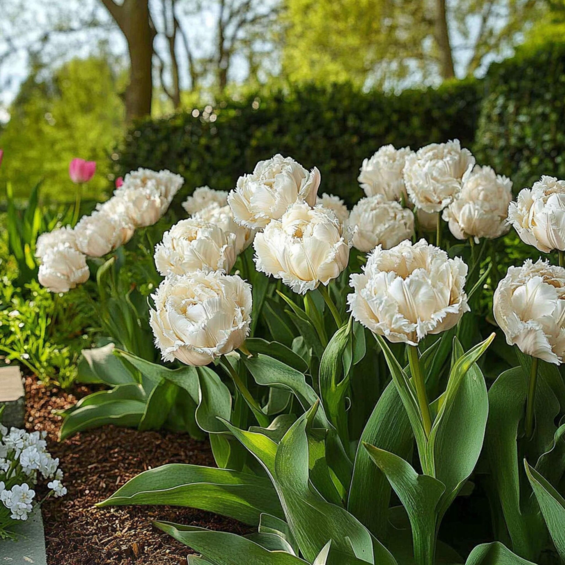 Bulbos De Tulipán - 15 Pzs - Tulipa 'snow Crystal' - Bulbos De Flores - Blanco_1