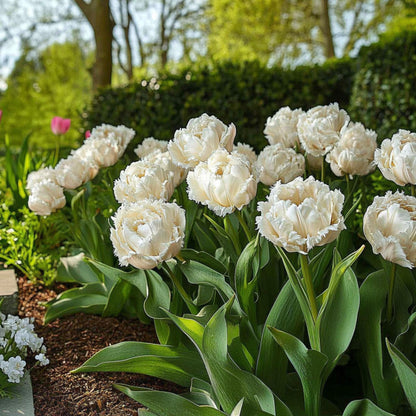 Bulbos De Tulipán - 15 Pzs - Tulipa 'snow Crystal' - Bulbos De Flores - Blanco_1
