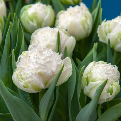 Bulbos De Tulipán - 15 Pzs - Tulipa 'snow Crystal' - Bulbos De Flores - Blanco_3