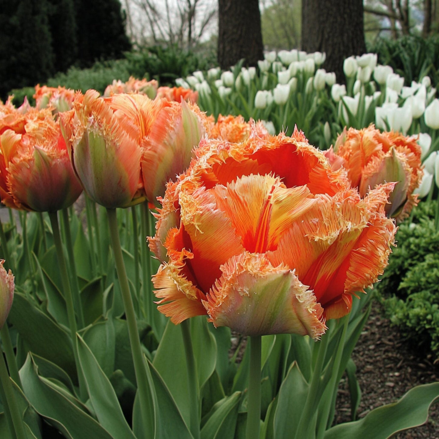 Bulbos De Tulipán - 20 Pzs - Tulipa 'brisbane' - Bulbos De Flores - Rosa_1