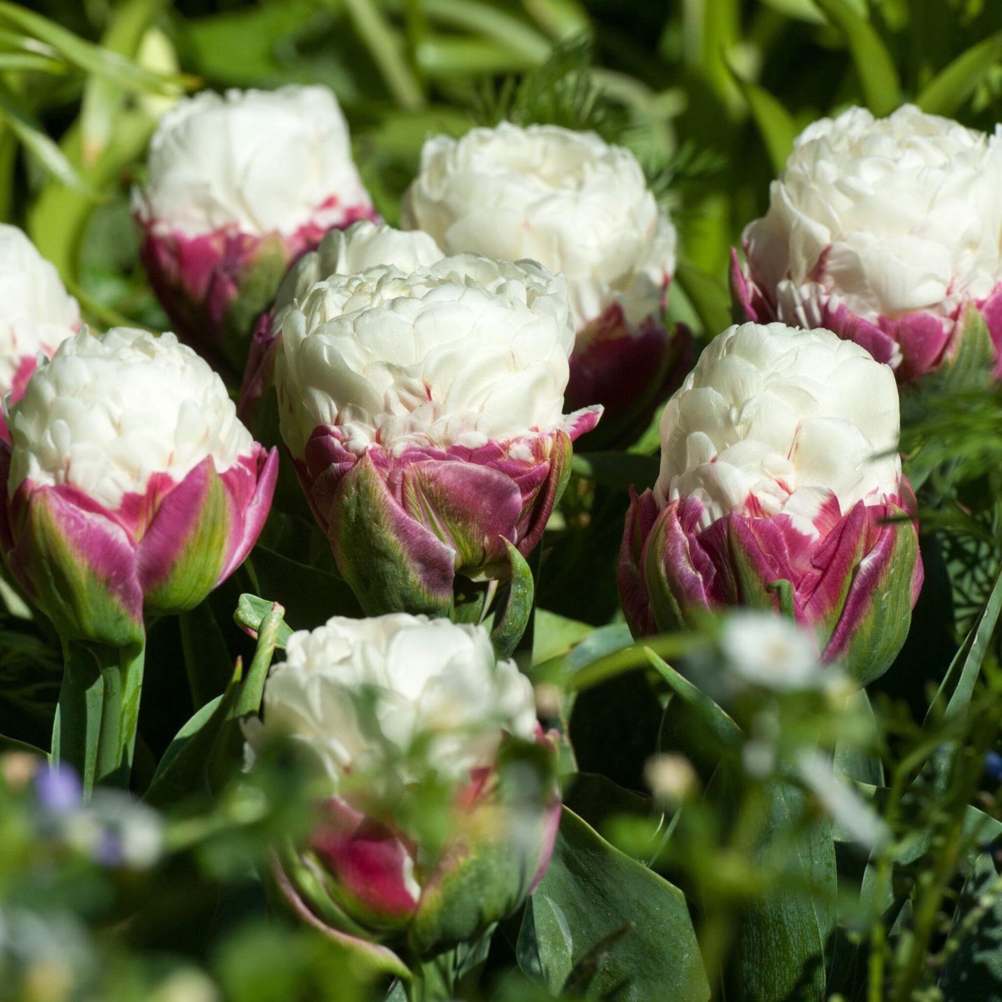 Bulbos De Tulipán - 20 Pzs - Tulipa 'ice Cream' - Bulbos De Flores - Púrpura_1