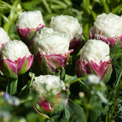 Bulbos De Tulipán - 20 Pzs - Tulipa 'ice Cream' - Bulbos De Flores - Púrpura_1