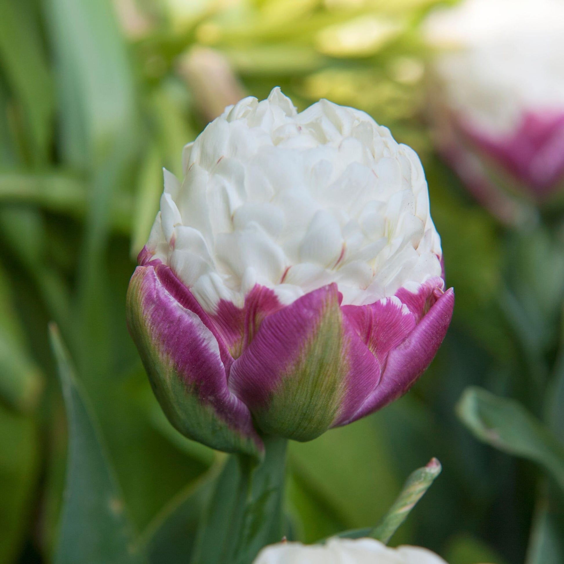Bulbos De Tulipán - 20 Pzs - Tulipa 'ice Cream' - Bulbos De Flores - Púrpura_3
