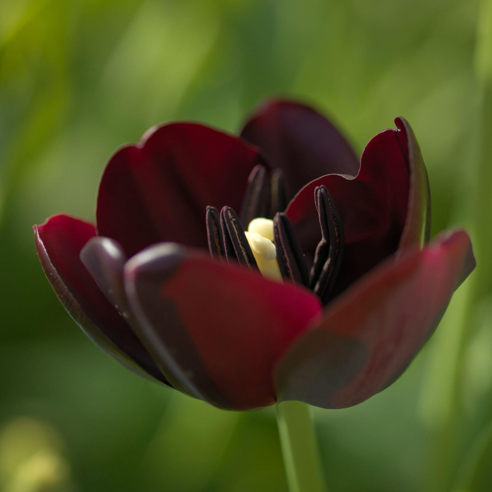 Bulbos De Tulipán - 20 Pzs - Tulipa 'queen Of Night' - Bulbos De Flores_3