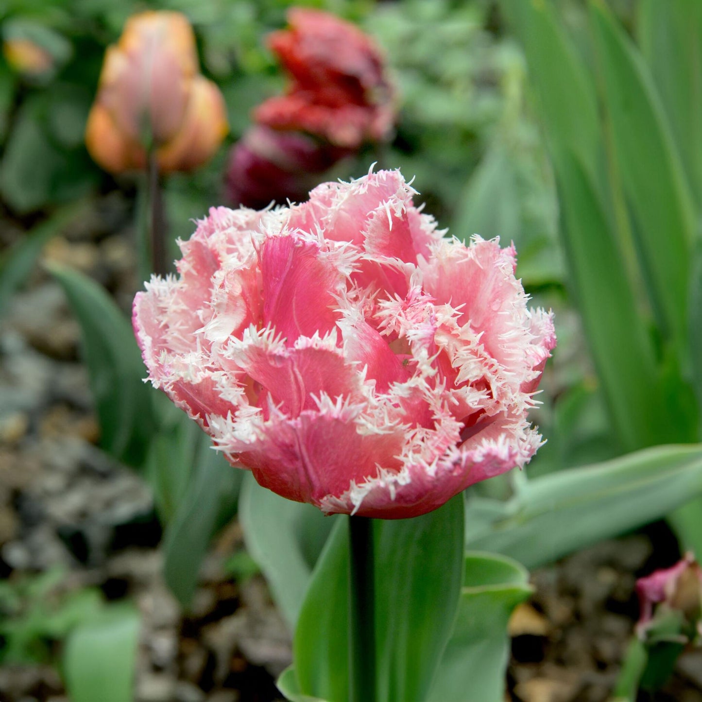 Bulbos De Tulipán - 20 Pzs - Tulipa 'queensland' - Bulbos De Flores - Rosa_3