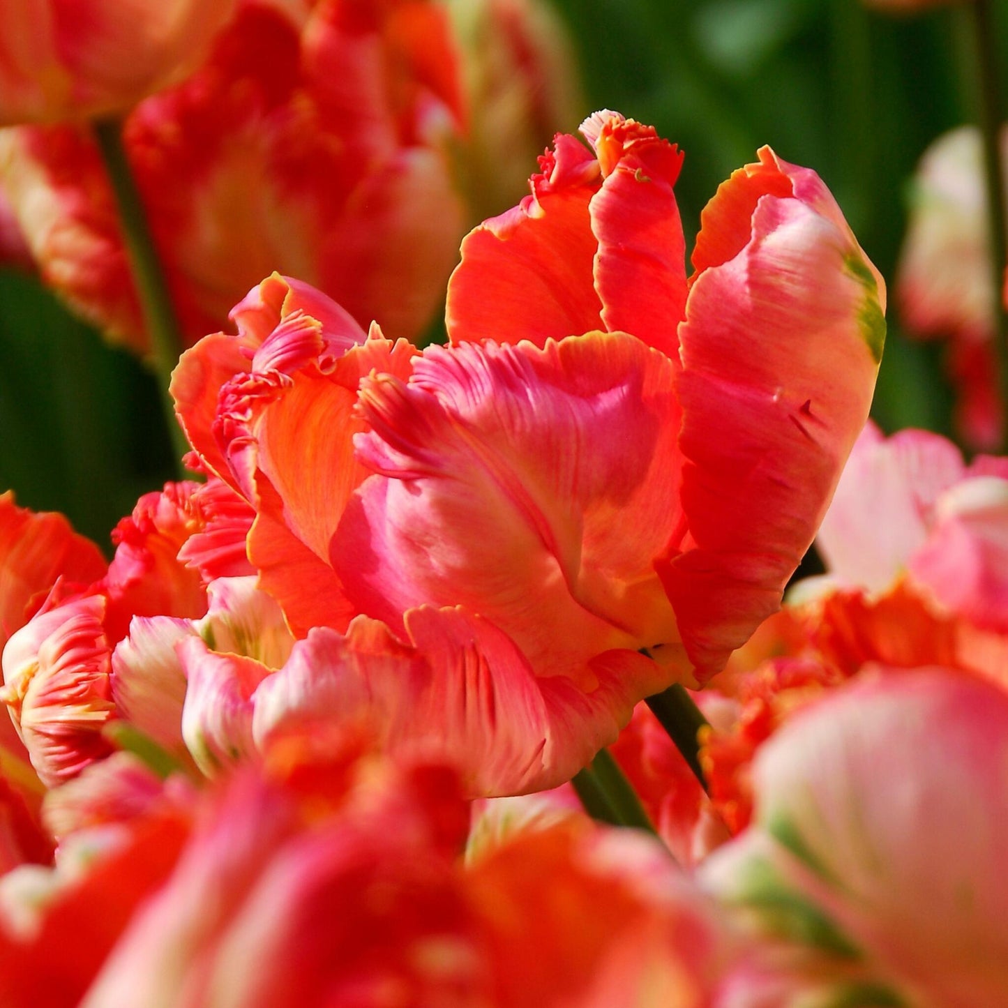 Bulbos De Tulipán - 21 Pzs - Tulipa 'apricot Parrot' - Bulbos De Flores - Rosa_1
