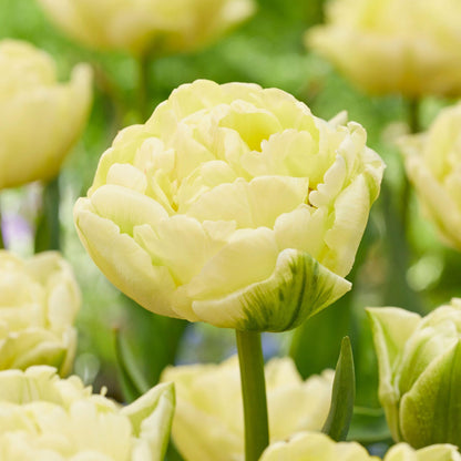 Bulbos De Tulipán - 21 Pzs - Tulipa 'avant Garde' - Bulbos De Flores - Amarillo_3