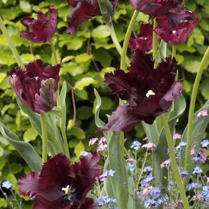 Bulbos De Tulipán - 21 Pzs - Tulipa 'black Parrot' - Bulbos De Flores - Púrpura_1