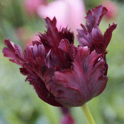 Bulbos De Tulipán - 21 Pzs - Tulipa 'black Parrot' - Bulbos De Flores - Púrpura_3