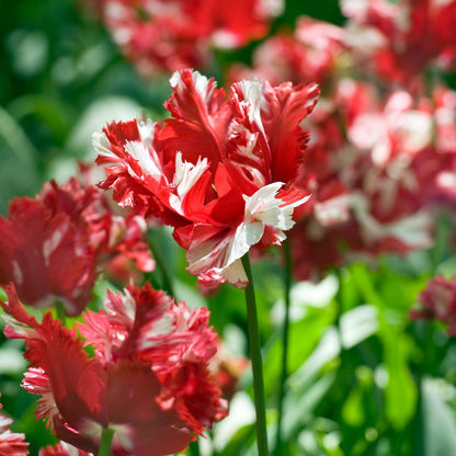 Bulbos De Tulipán - 21 Pzs - Tulipa 'estella Rijnveld' - Bulbos De Flores_1