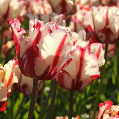 Bulbos De Tulipán - 21 Pzs - Tulipa 'estella Rijnveld' - Bulbos De Flores_4