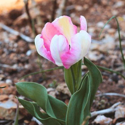 Bulbos De Tulipán - 25 Pzs - Tulipa 'cabanna' - Bulbos De Flores - Rosa_1