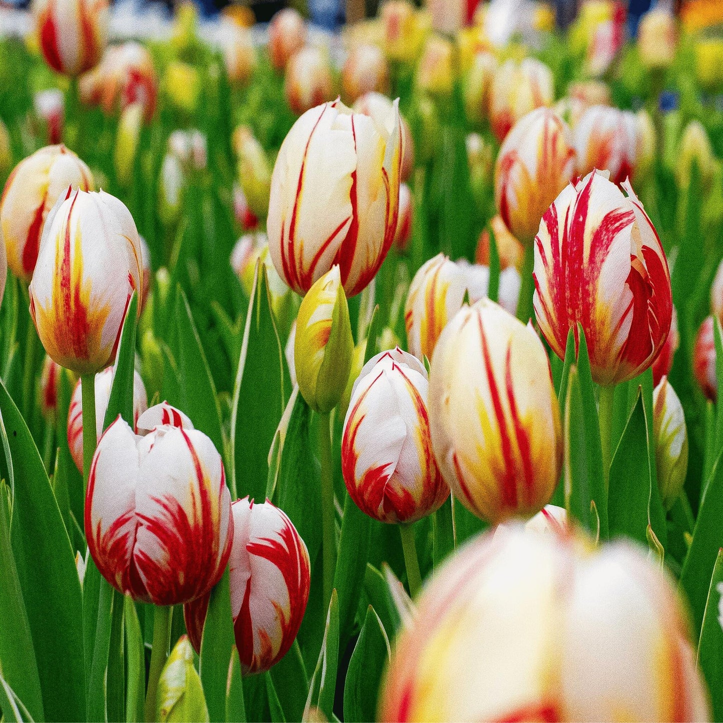 Bulbos De Tulipán - 30 Pzs - Tulipa 'flaming Beauty Mix' - Bulbos De Flores_3