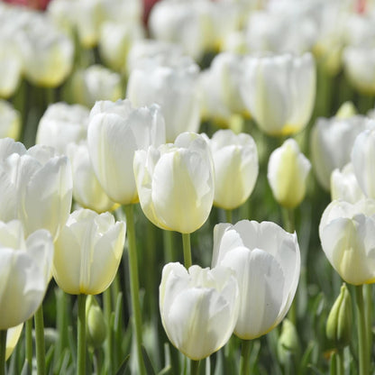 Bulbos De Tulipán - 35 Pzs - Tulipa 'pastel' - Bulbos De Flores_3