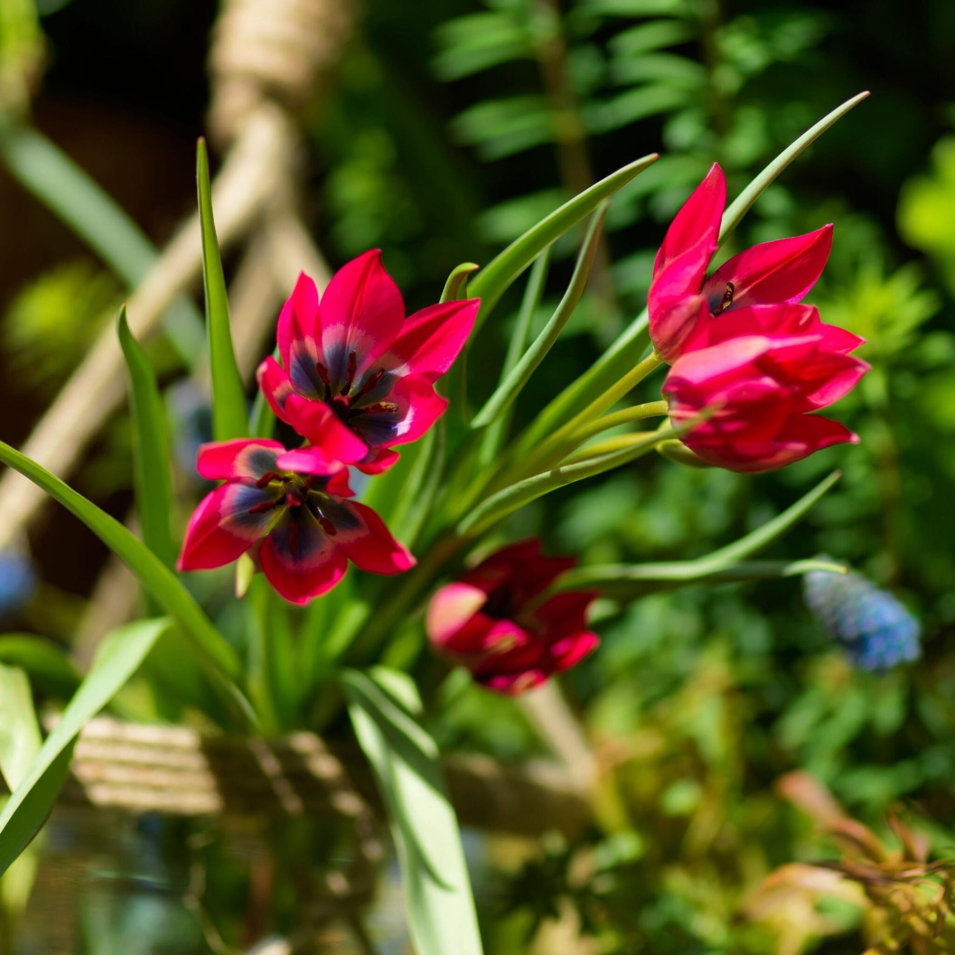 Bulbos De Tulipán - 40 Pzs - Tulipa 'little Beauty' - Bulbos De Flores - Rojo_1