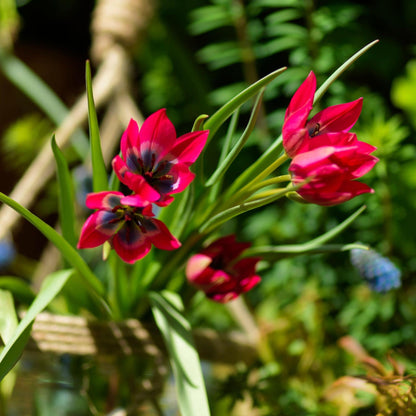 Bulbos De Tulipán - 40 Pzs - Tulipa 'little Beauty' - Bulbos De Flores - Rojo_1