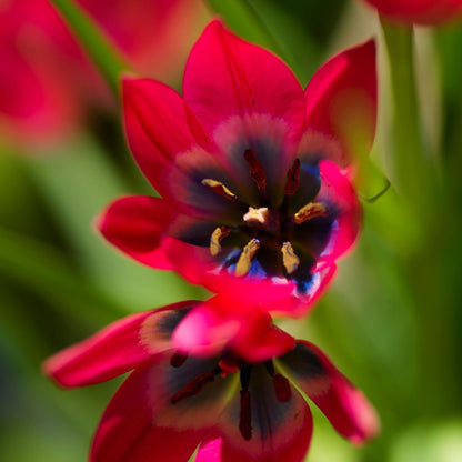 Bulbos De Tulipán - 40 Pzs - Tulipa 'little Beauty' - Bulbos De Flores - Rojo_3