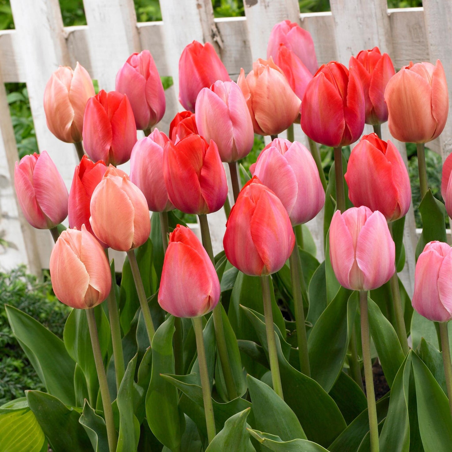 Bulbos De Tulipán - 80 Pzs - Tulipa 'salmon' 'van Eijk'_4
